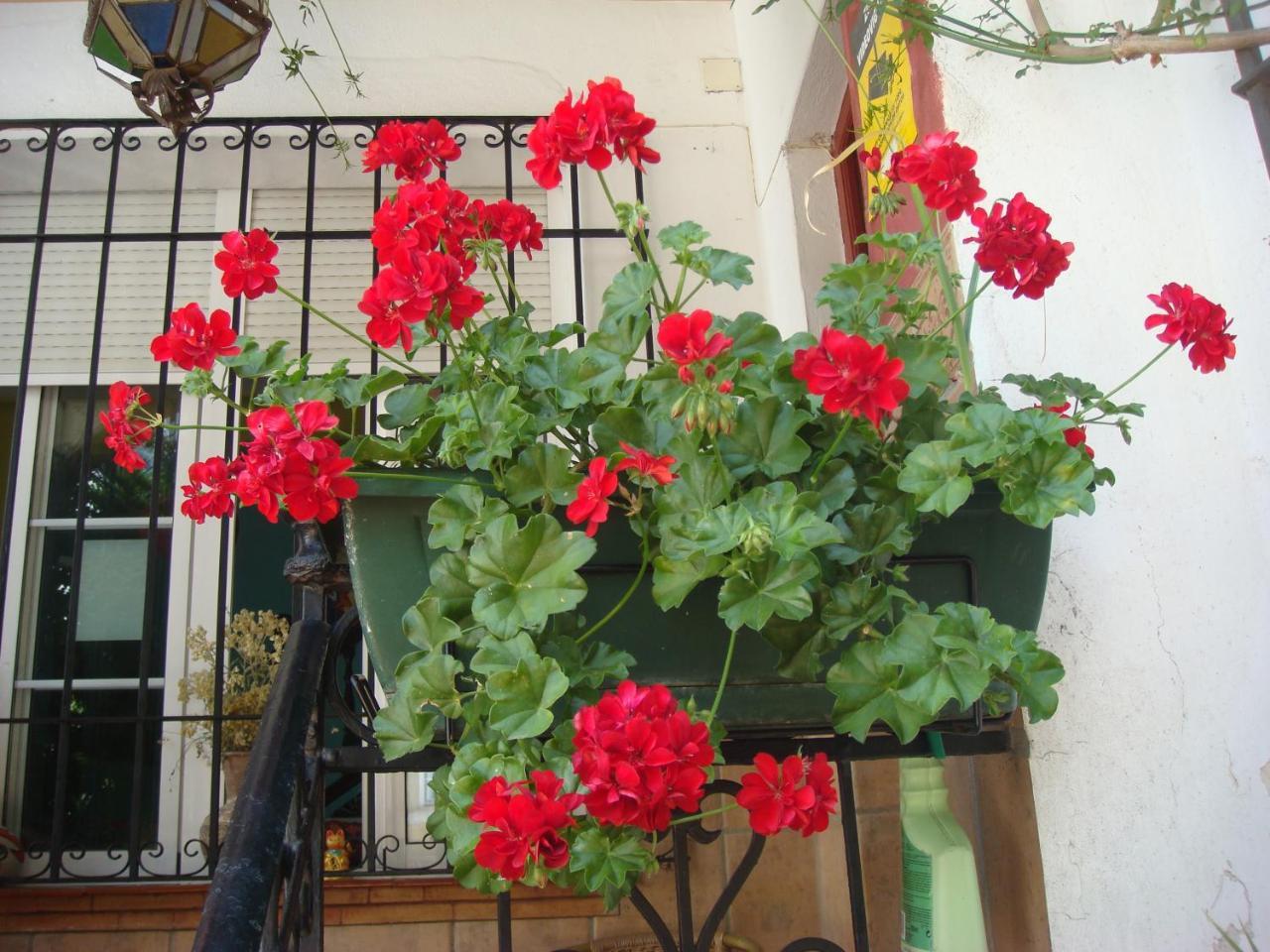 Casa Babylon Backpakers Hostel Málaga Extérieur photo